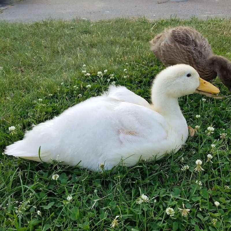 White Ducks 0