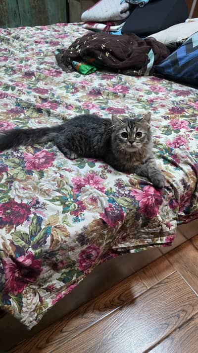 Full Vaccinated Pursian cat for sale