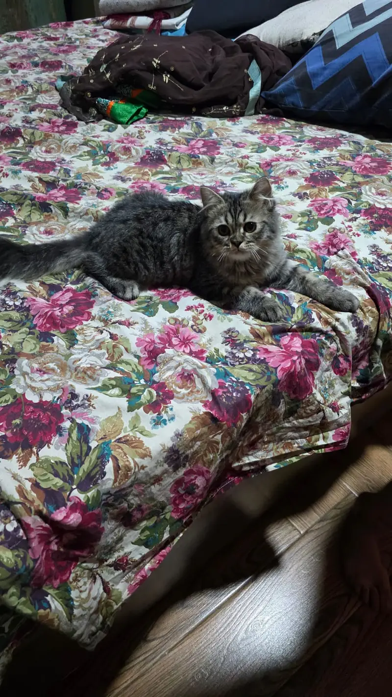 Full Vaccinated Pursian cat for sale — photo 2