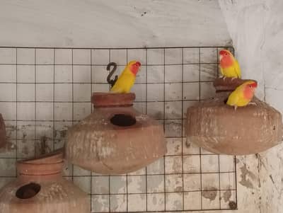 Love Bird for Sale 5 pairs 7,000/= Adult