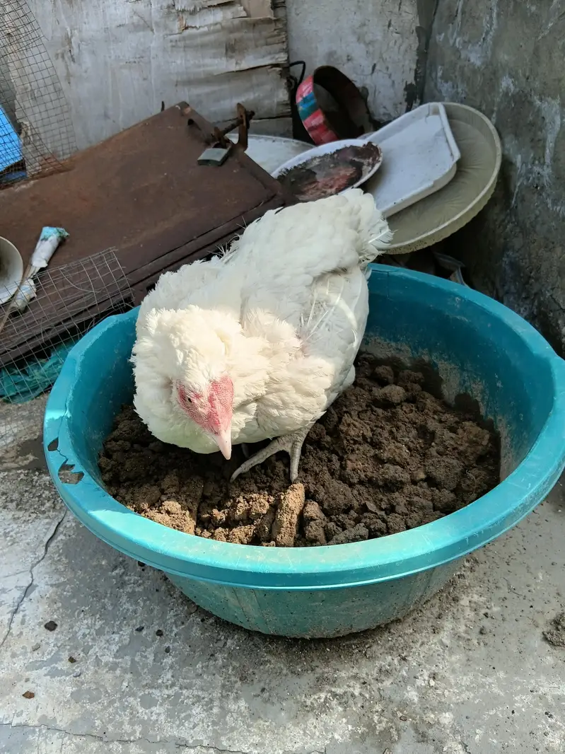 Heera Aseel hen for Sale. . — photo 4