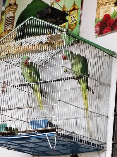 kashmiri raw pair for sale