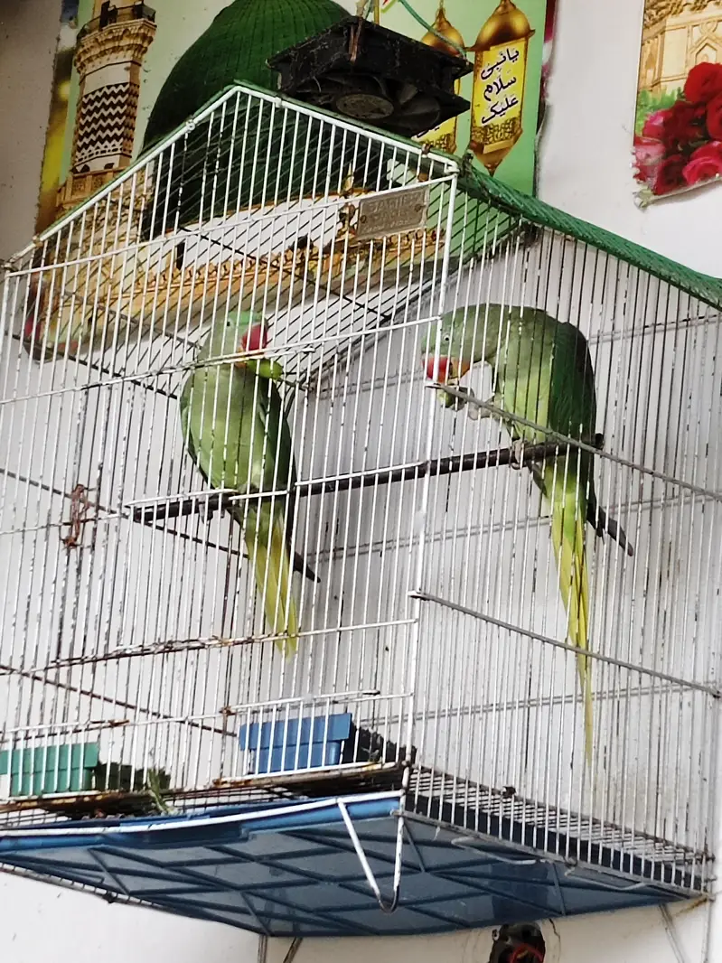 kashmiri raw pair for sale — photo 2