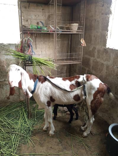 Rajan pore ablak brown white