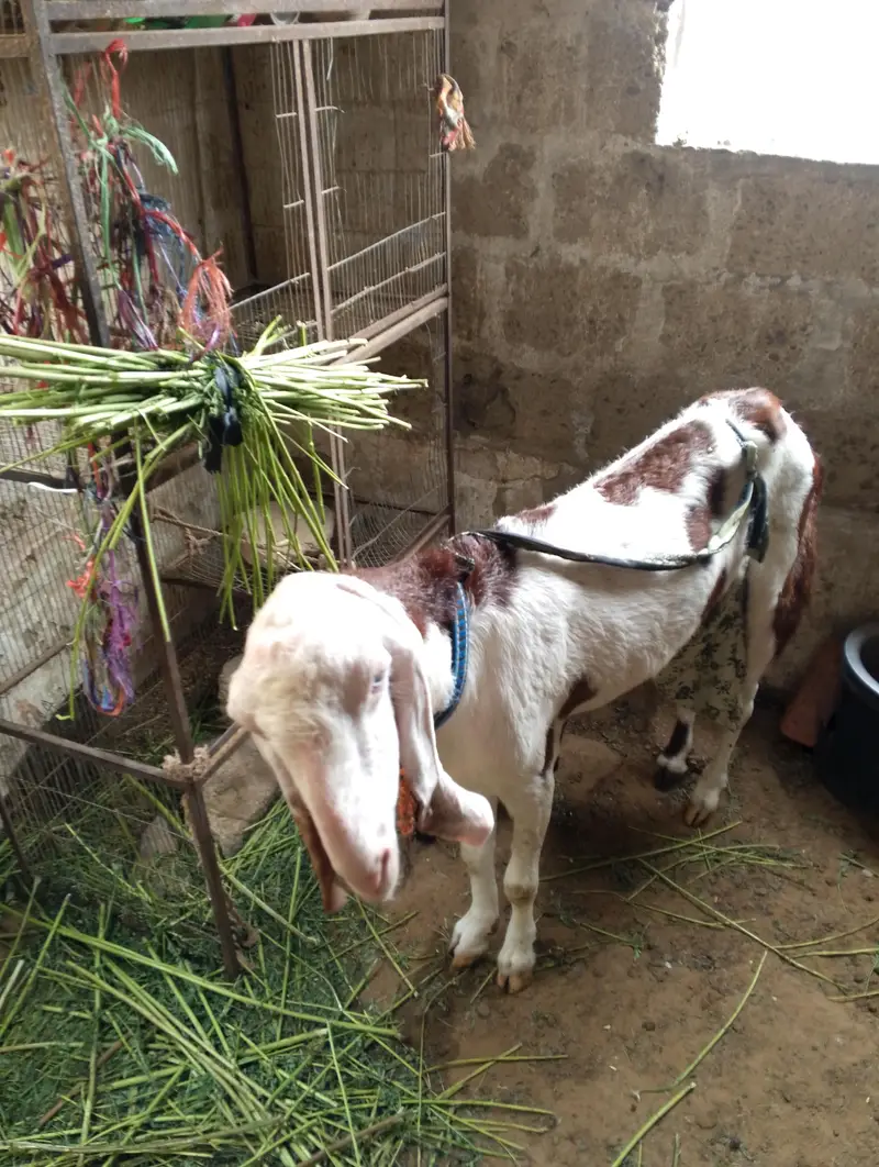 Rajan pore ablak brown white — photo 2