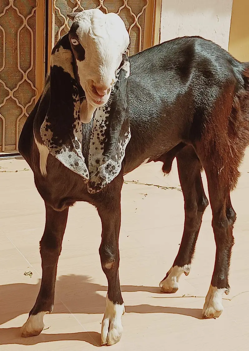 Ablak rajunpuri gulabi black beauty — photo 2