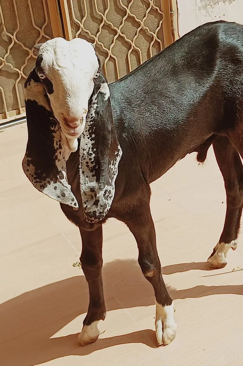 Ablak rajunpuri gulabi black beauty — photo 3