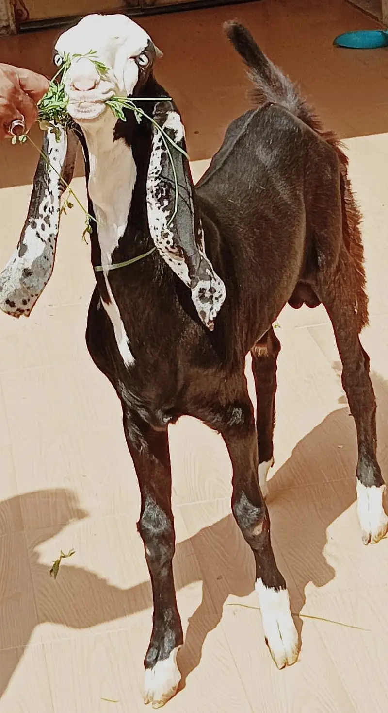 Ablak rajunpuri gulabi black beauty — photo 4