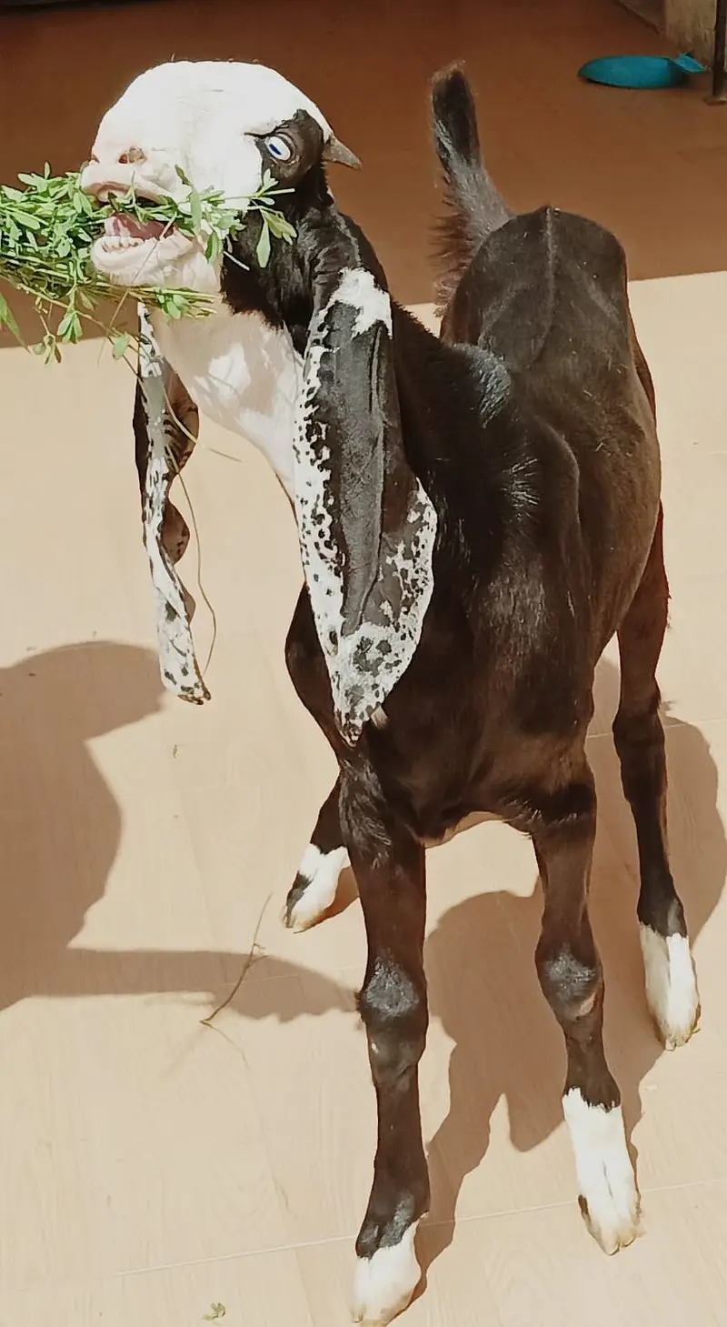 Ablak rajunpuri gulabi black beauty — photo 5