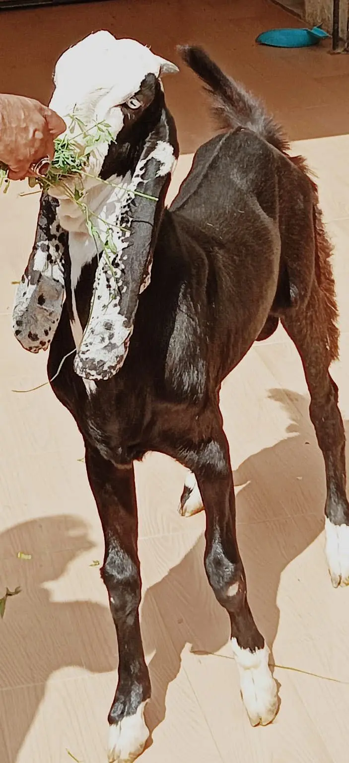 Ablak rajunpuri gulabi black beauty — photo 6