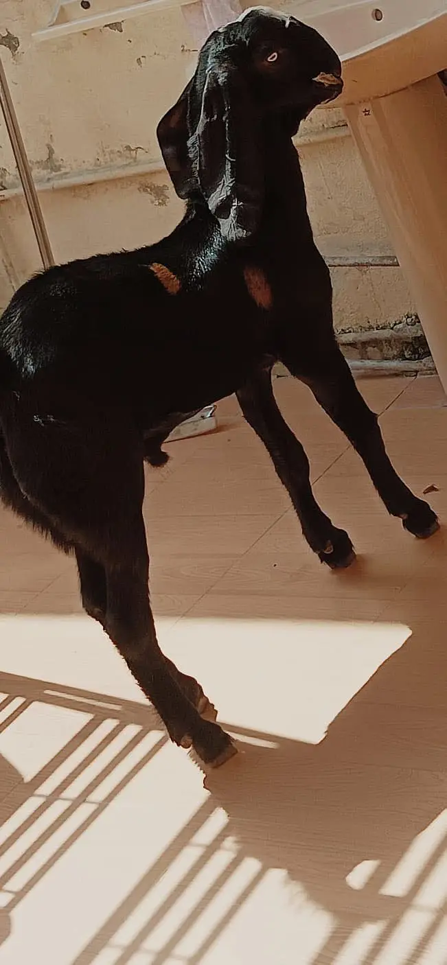 Ablak rajunpuri gulabi black beauty — photo 7