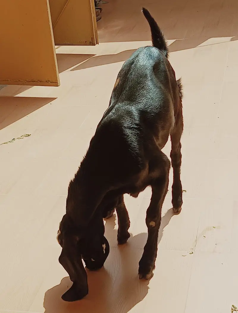 Ablak rajunpuri gulabi black beauty — photo 8