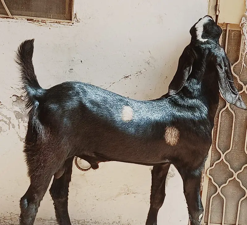 Ablak rajunpuri gulabi black beauty — photo 9