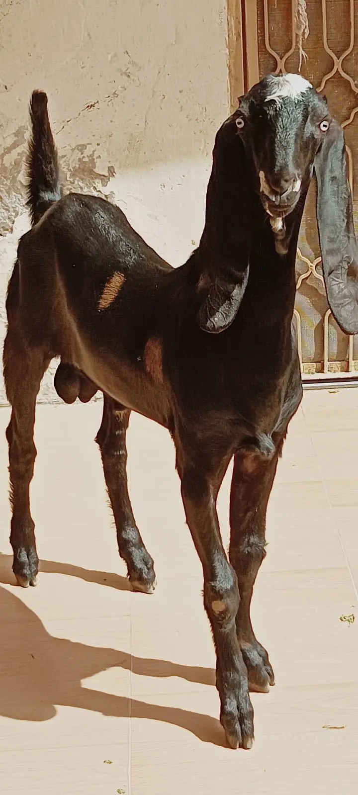 Ablak rajunpuri gulabi black beauty — photo 11