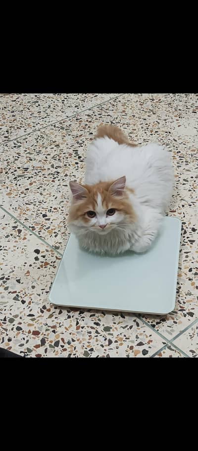 Female Cat For Sale