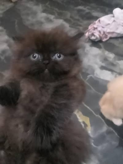 Persion kittenz