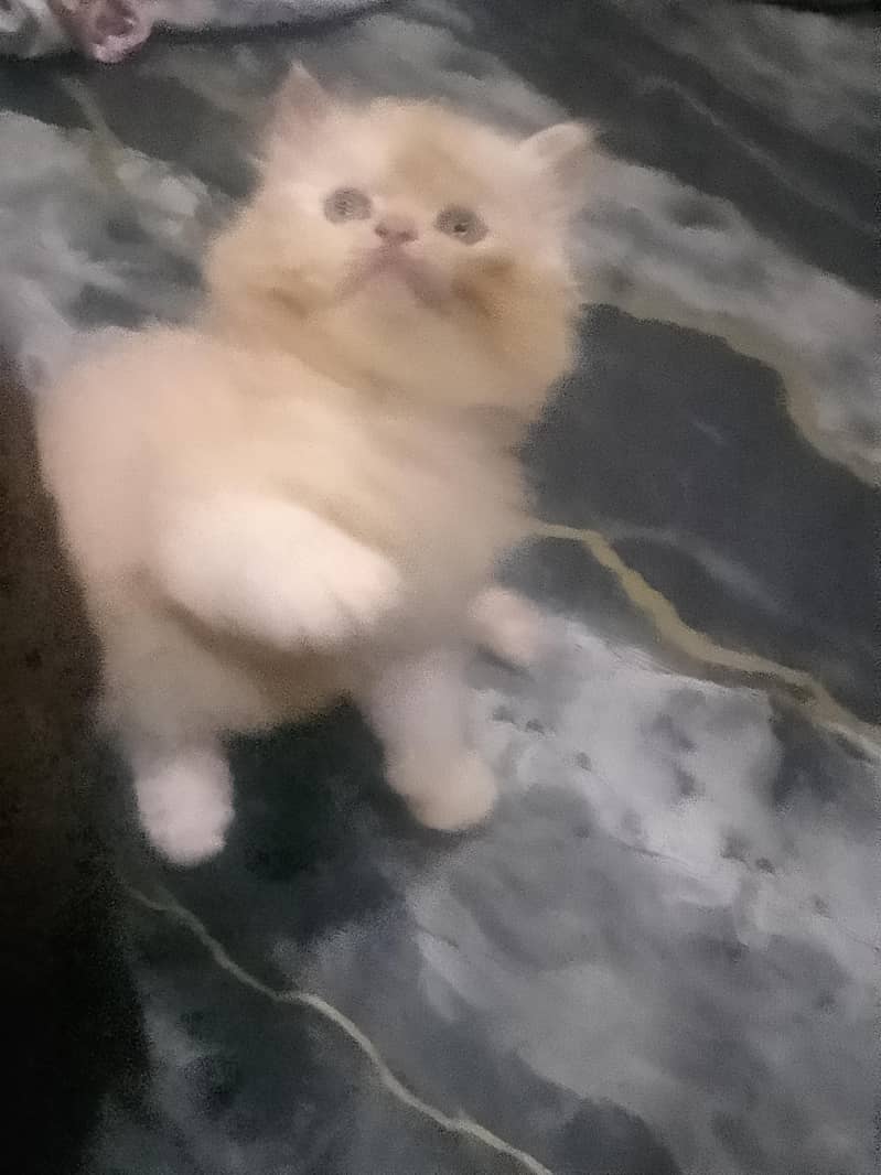Persion kittenz 10