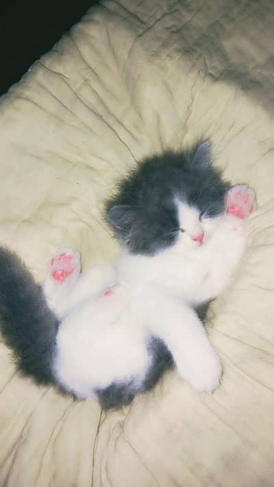 Male kitten
