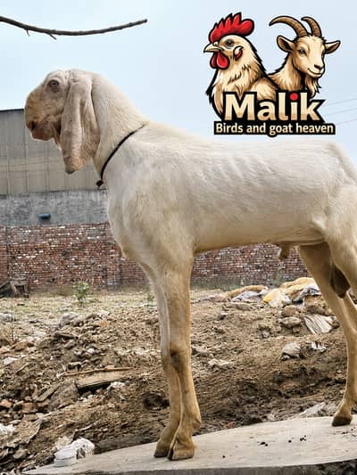 bakra | bakri |  Rajanpuri | teddy | burberry teedy | mundra | goat