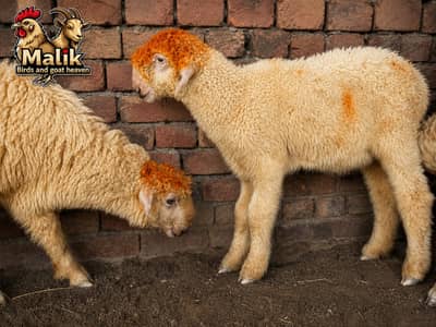 bakra | bakri |  Rajanpuri | teddy | burberry teedy | mundra | goat