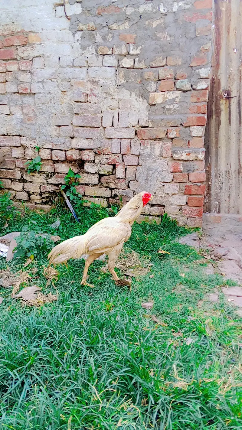Breeder Murga . Dair Saal ka gabro Jawan — photo 4