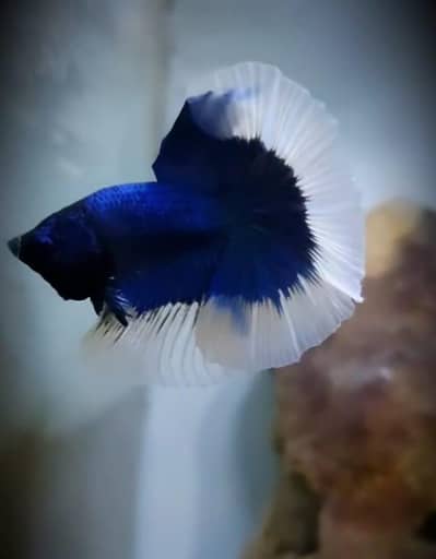 aquarium and fishes and accessories all and all wishes available