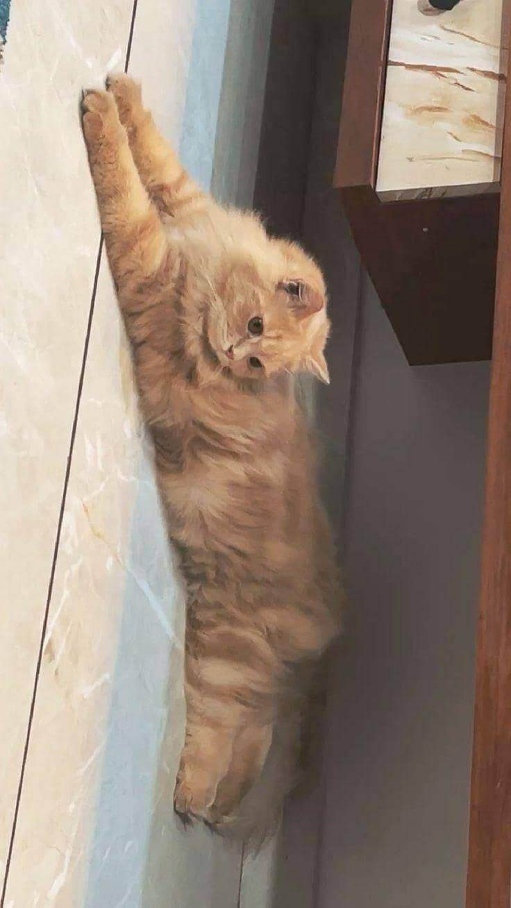 Persian cat 0