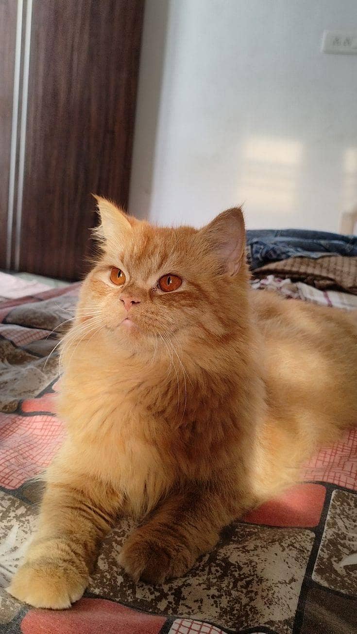 Persian cat 1