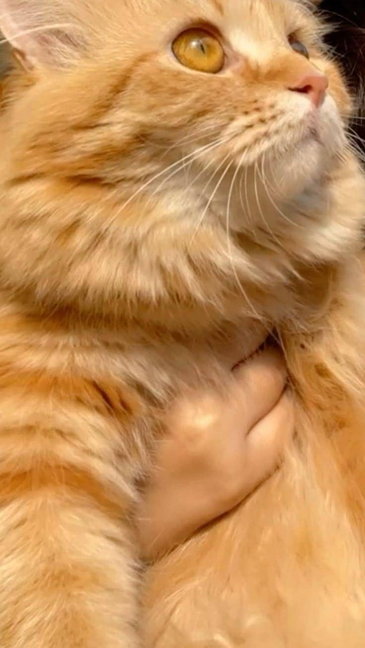 Persian cat 2