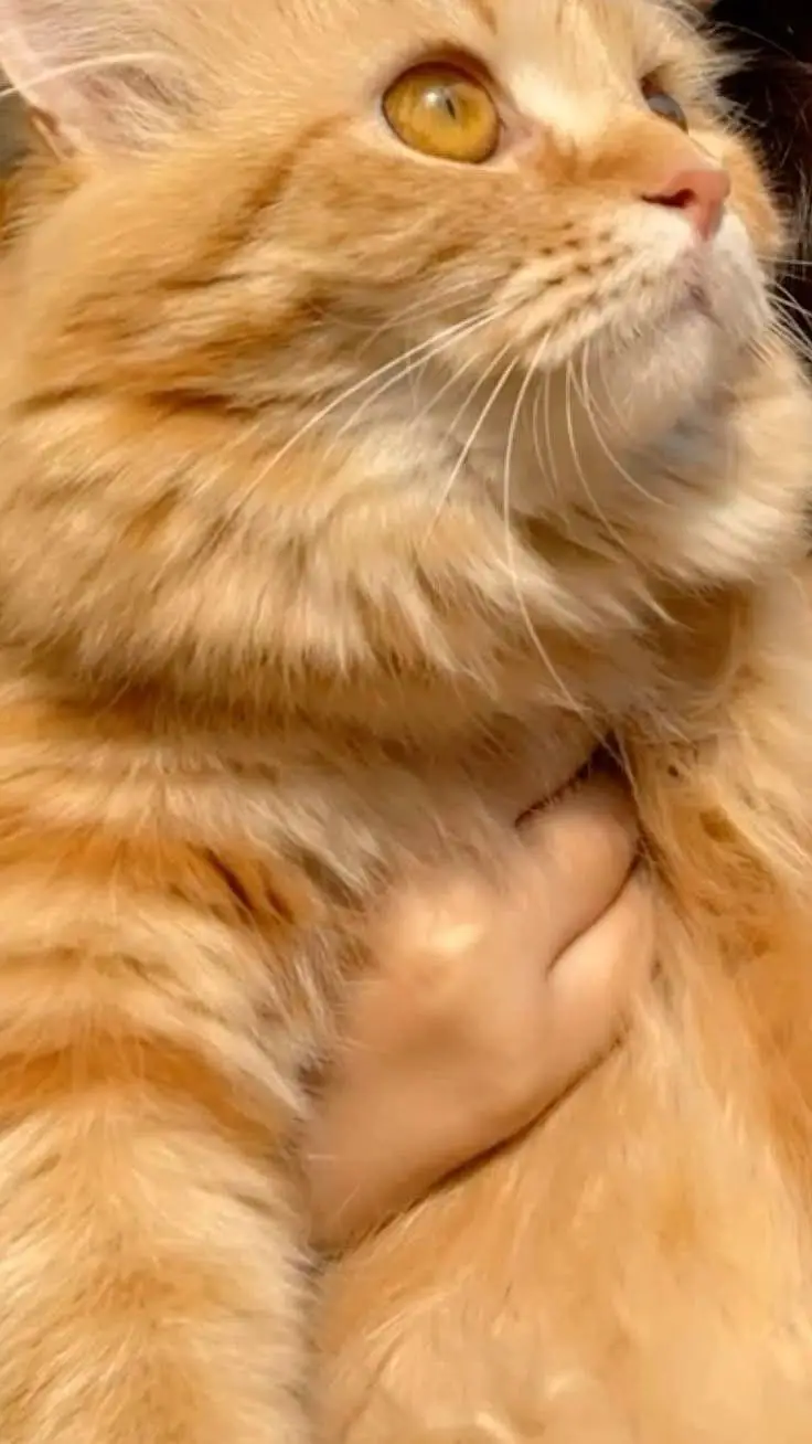 Persian cat — photo 3