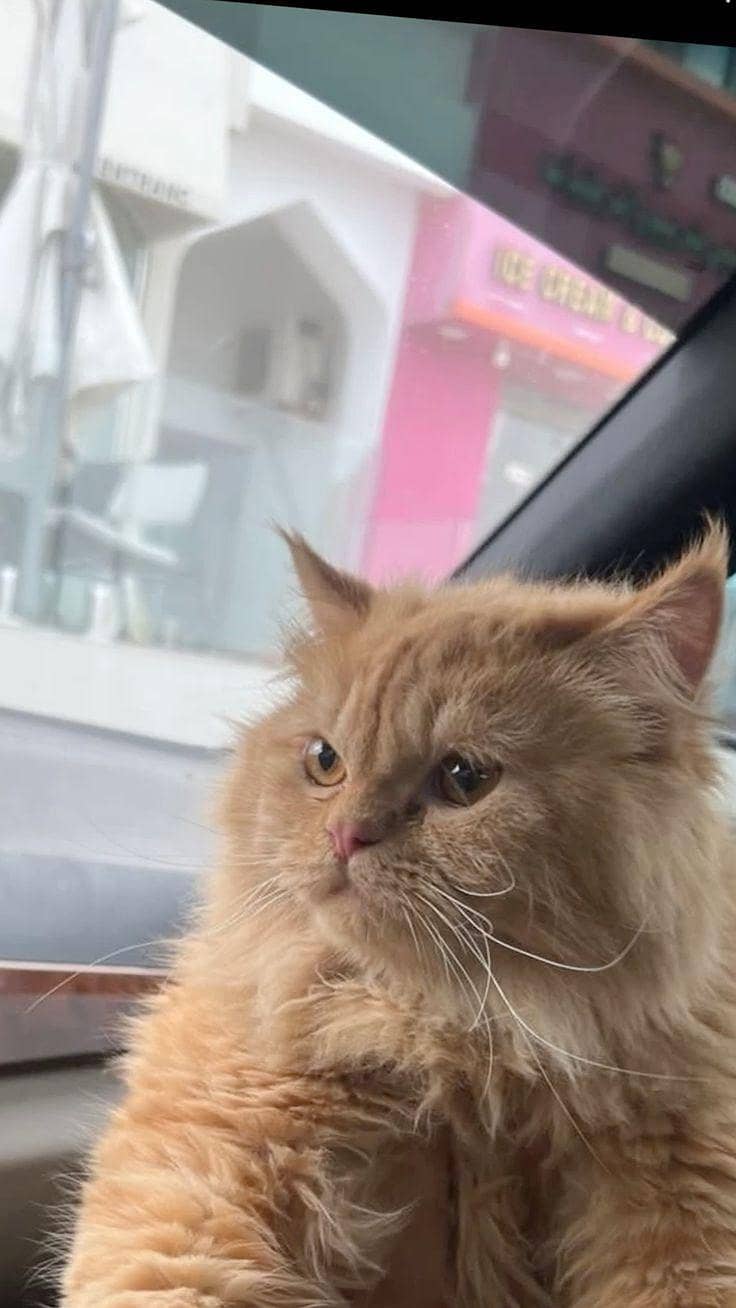 Persian cat 3