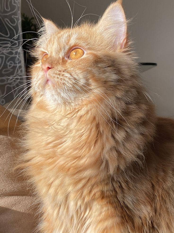 Persian cat 4