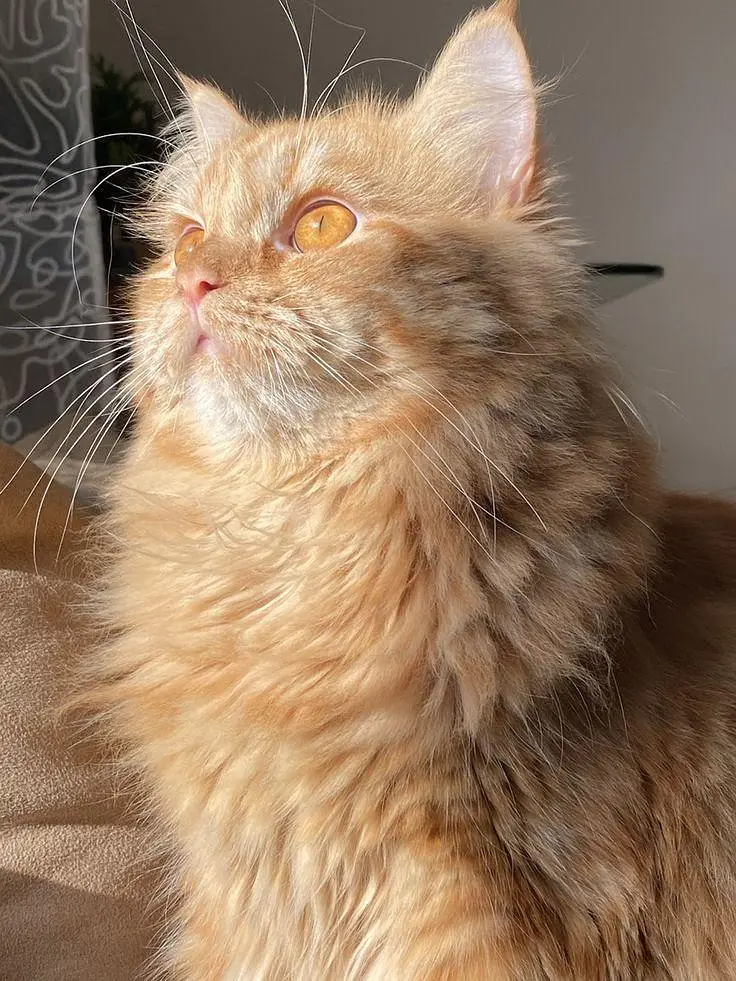 Persian cat — photo 5