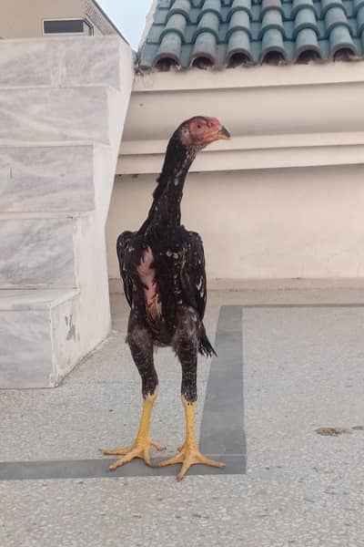 Shamo Male Available