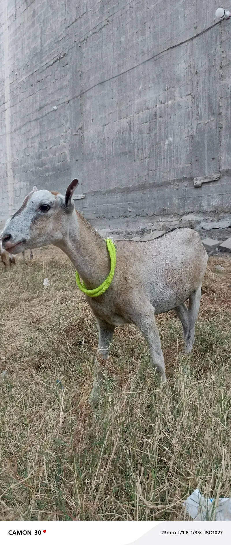 Teddy Goat — photo 2