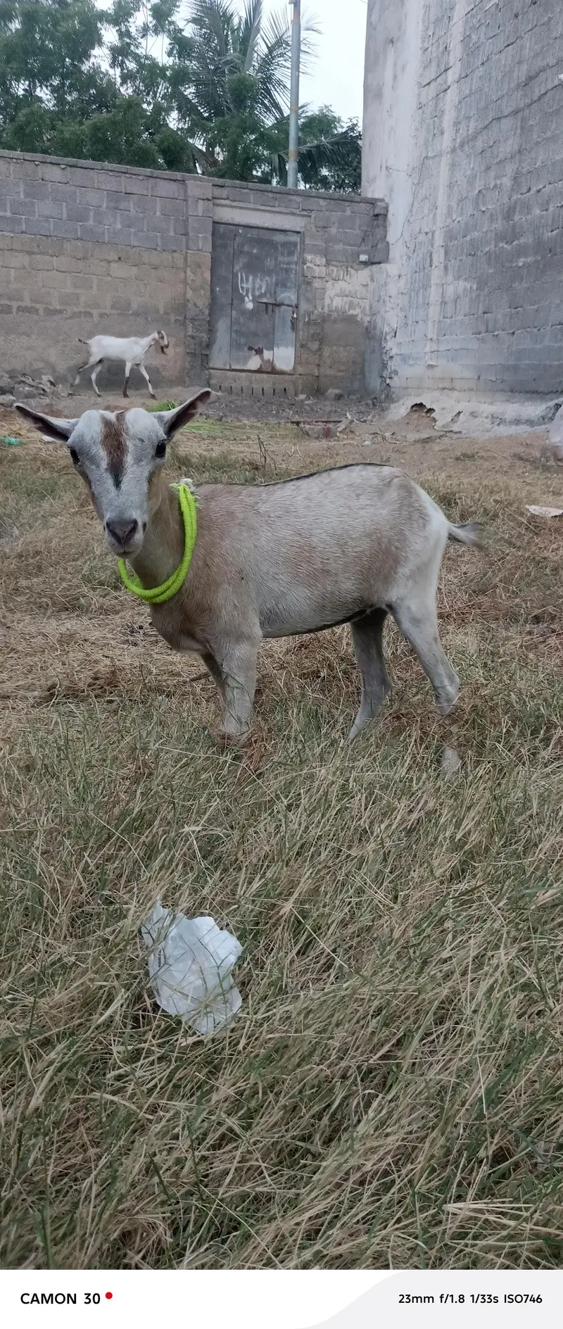 Teddy Goat — photo 3