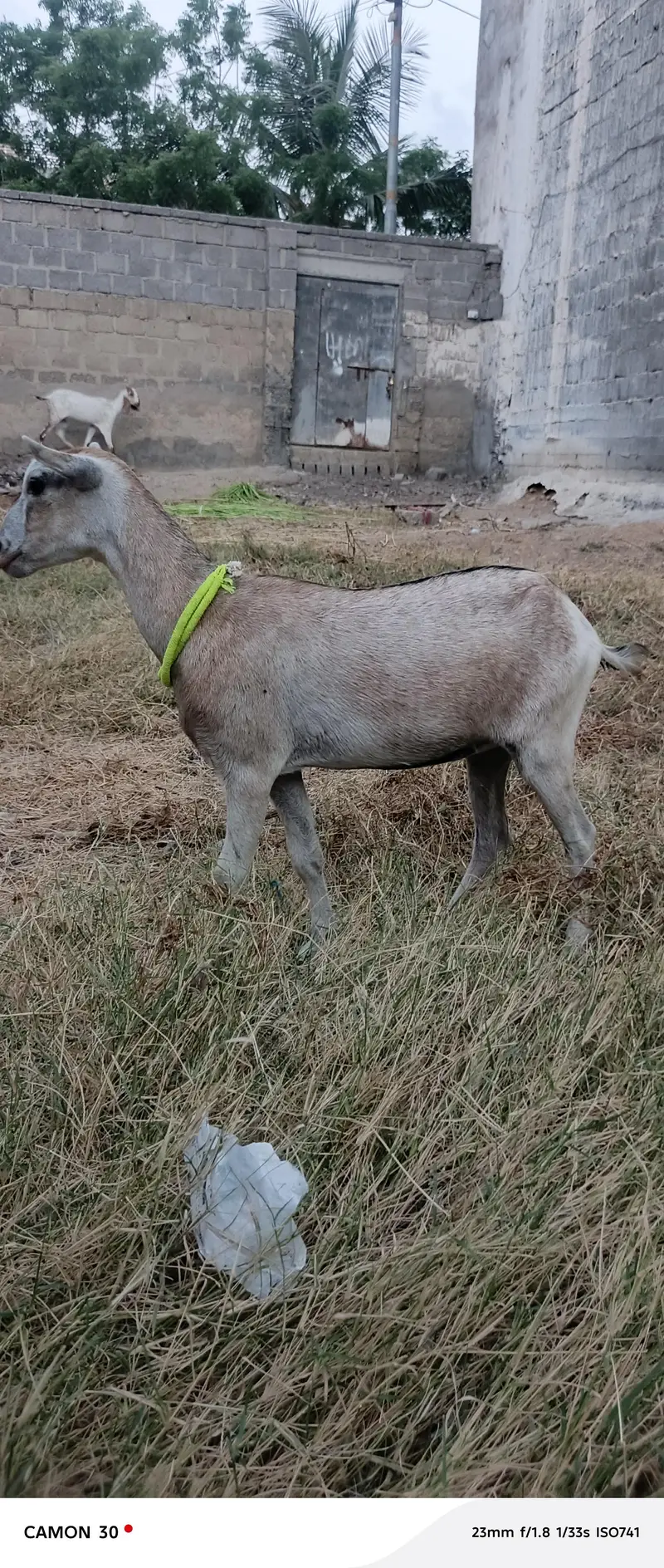 Teddy Goat — photo 4