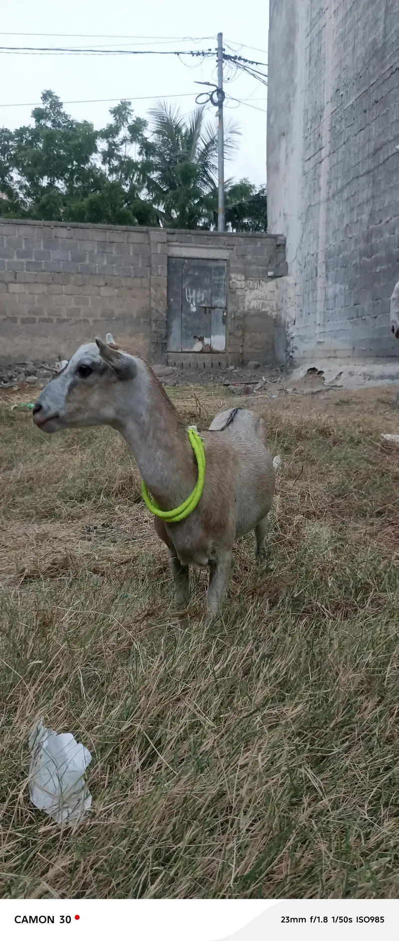 Teddy Goat — photo 5