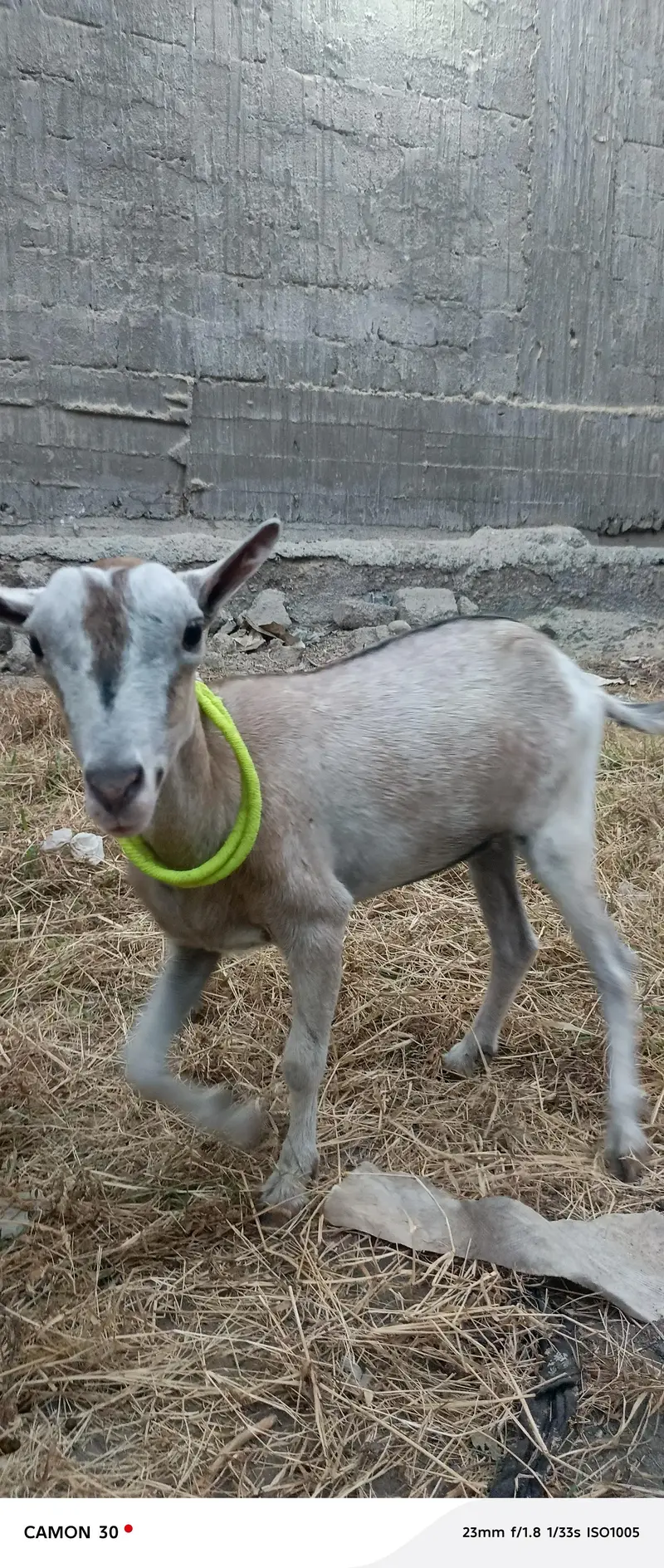 Teddy Goat — photo 6