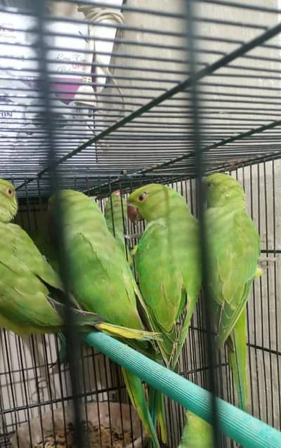 Green Ringneck Semi-Adult Parrots For Sale