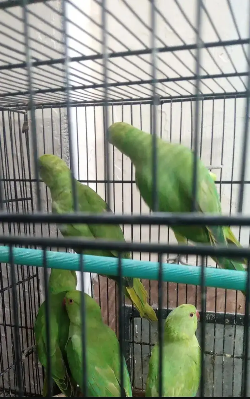 Green Ringneck Semi-Adult Parrots For Sale — photo 2