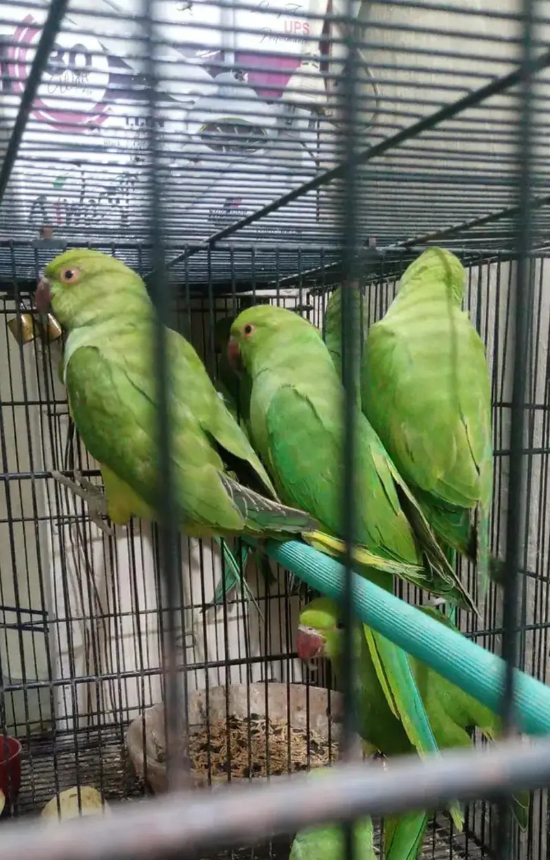 Green Ringneck Semi-Adult Parrots For Sale — photo 3