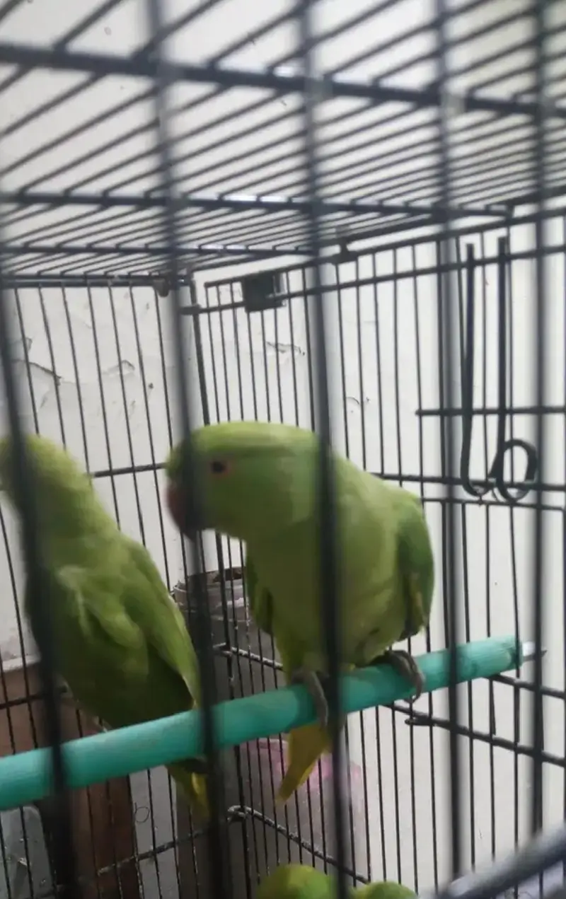 Green Ringneck Semi-Adult Parrots For Sale — photo 4
