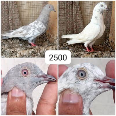high flyer pigeon