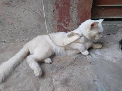 female cat heet per ha