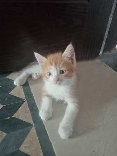 beautiful playful kittens of Persian mother cat Ginger color and black