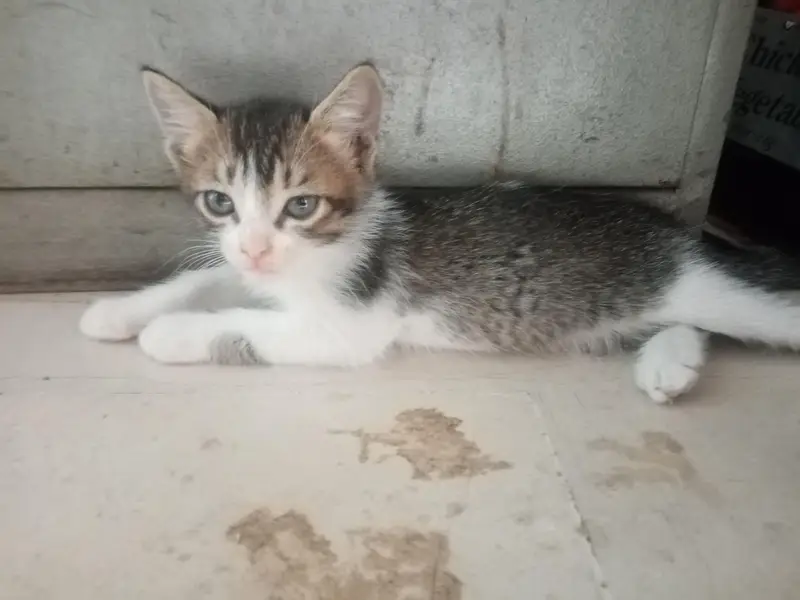 beautiful playful kittens of Persian mother cat Ginger color and black — photo 2