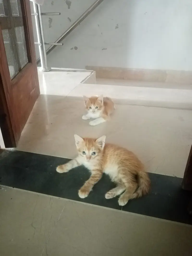 beautiful playful kittens of Persian mother cat Ginger color and black — photo 3