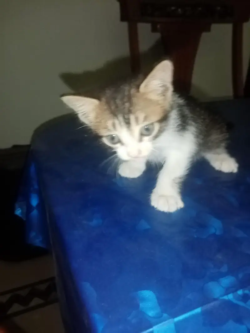 beautiful playful kittens of Persian mother cat Ginger color and black — photo 4