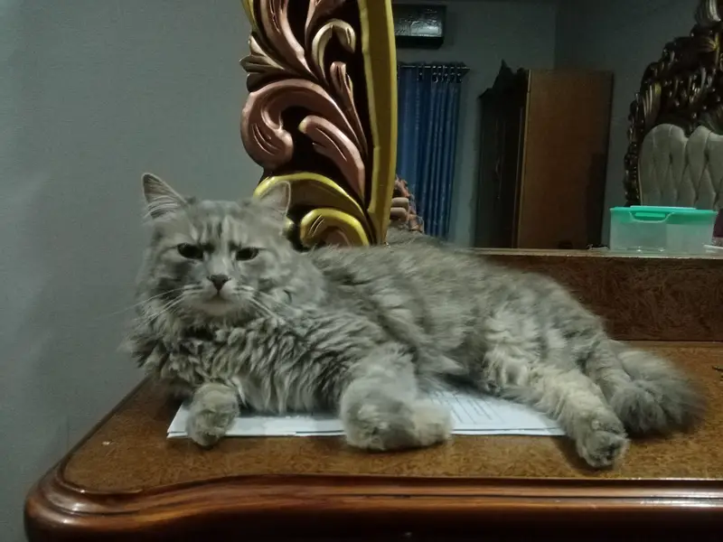 beautiful playful kittens of Persian mother cat Ginger color and black — photo 6